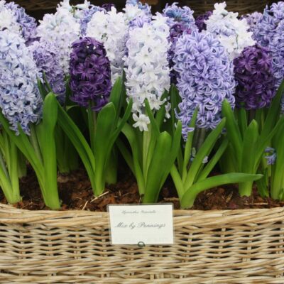 Размножаем луковичные растения в августе-сентябре: секреты успешного садоводства