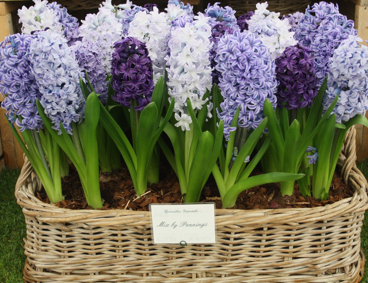 Размножаем луковичные растения в августе-сентябре: секреты успешного садоводства