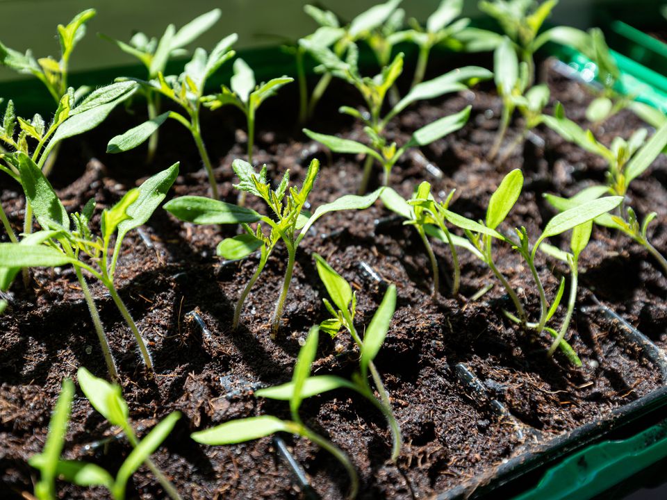 Что посадить на рассаду в марте: весенние советы для начинающих садоводов