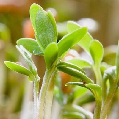 Почему семена не всходят: секреты успешного урожая для женщин