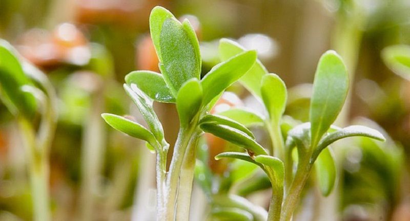 Почему семена не всходят: секреты успешного урожая для женщин