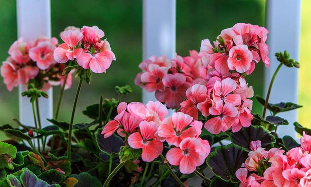 Выращиваем пеларгонию из семян дома: секреты для редких сортов