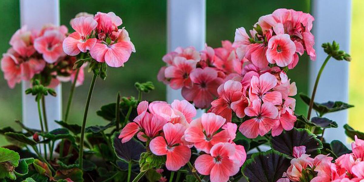 Выращиваем пеларгонию из семян дома: секреты для редких сортов