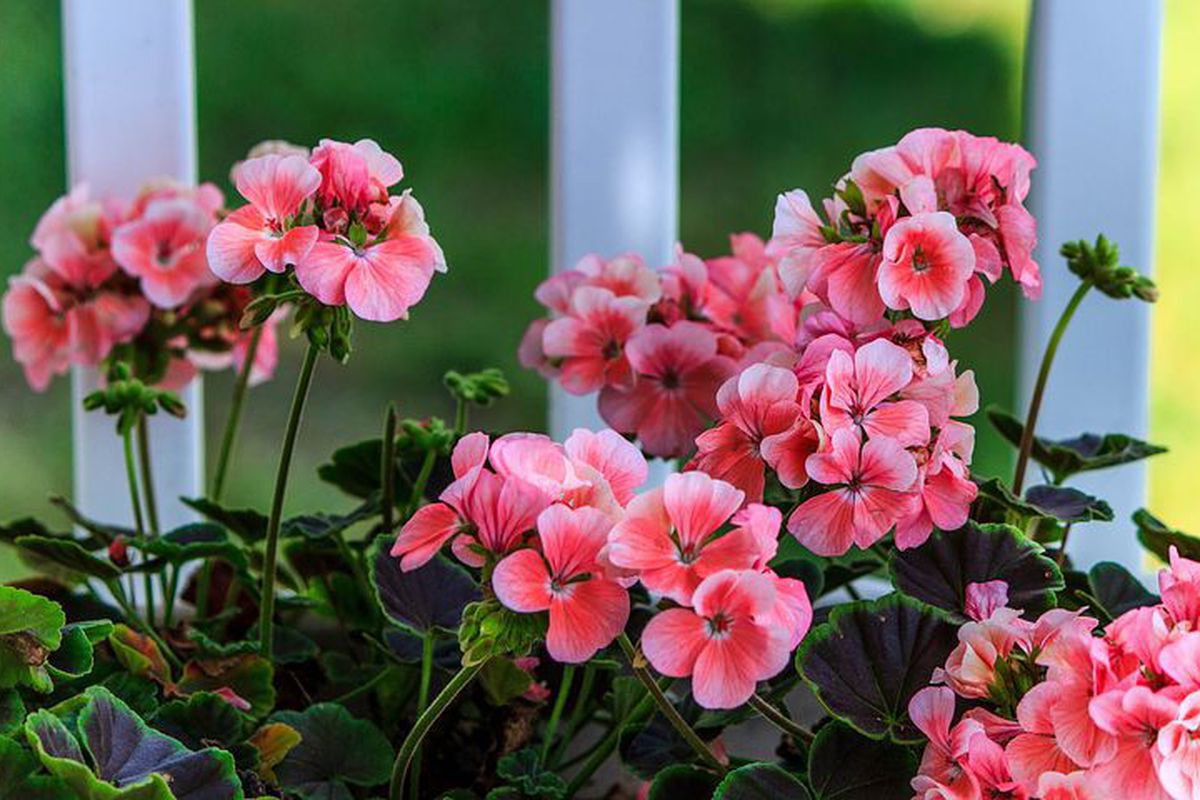 Выращиваем пеларгонию из семян дома: секреты для редких сортов