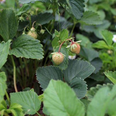 Выращиваем клубнику из семян дома: подробное руководство для новичков