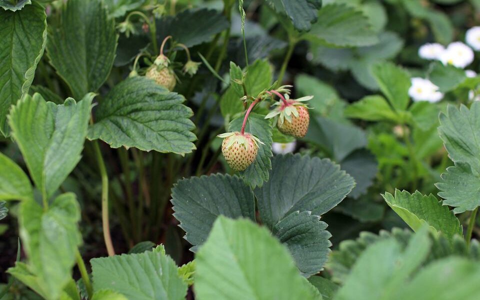 Выращиваем клубнику из семян дома: подробное руководство для новичков