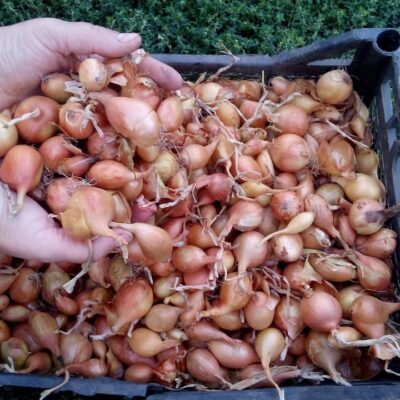 Секрет богатого урожая лука: волшебный раствор для вашей рассады