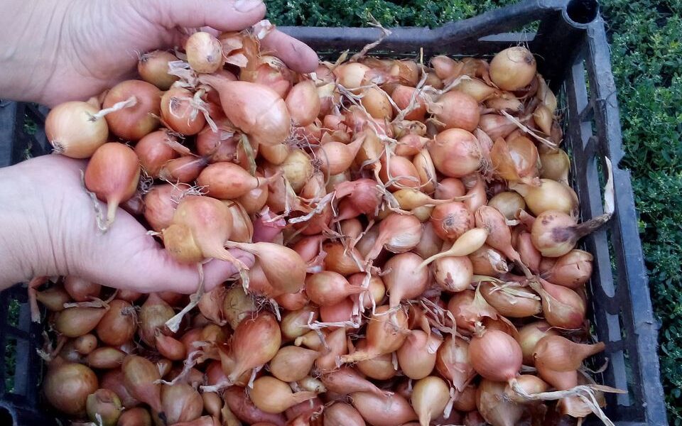 Секрет богатого урожая лука: волшебный раствор для вашей рассады