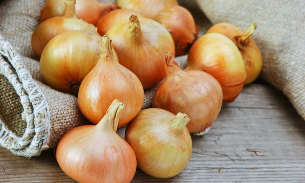 Лучшие предшественники для озимого лука: секреты богатого урожая