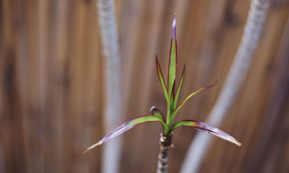 Зимний уход за драценой: как избежать ошибок и сохранить красоту растения