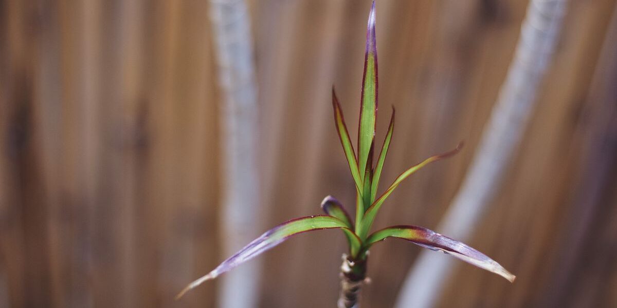 Зимний уход за драценой: как избежать ошибок и сохранить красоту растения