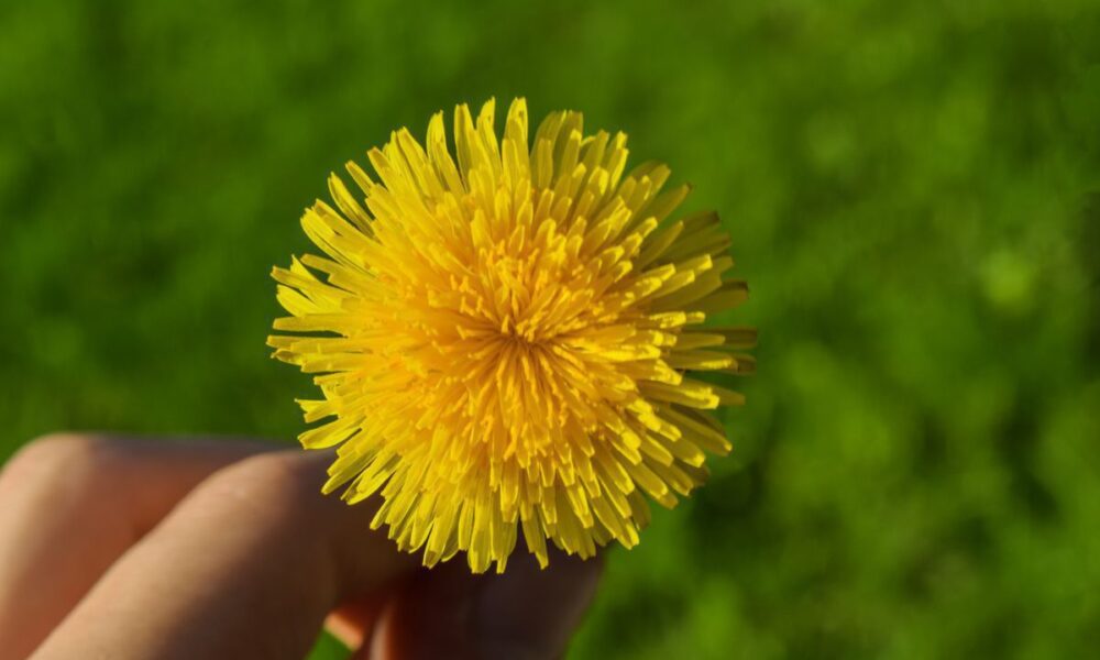 Цветочные витамины: как приготовить полезную подкормку из одуванчиков для вашего дома
