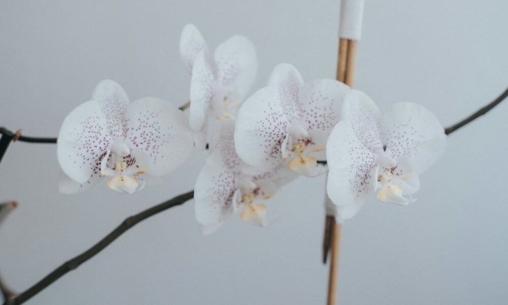 Создаем уют: секреты стильного дома для современной женщины