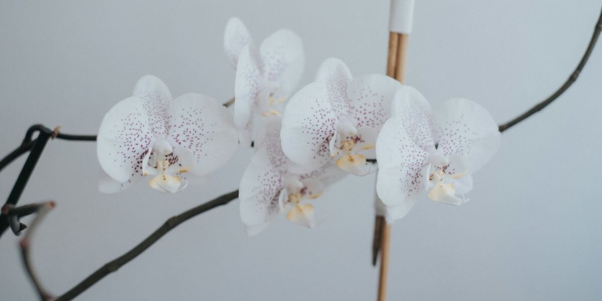 Создаем уют: секреты стильного дома для современной женщины