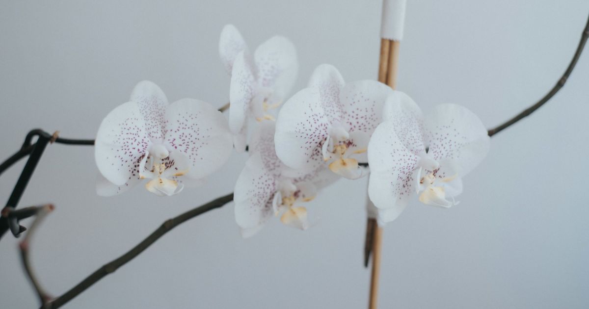 Создаем уют: секреты стильного дома для современной женщины