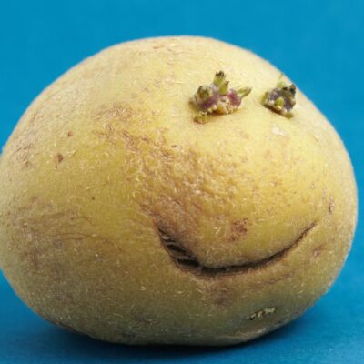 Сырая картошка от прыщей: миф или реальность в уходе за кожей звезд?