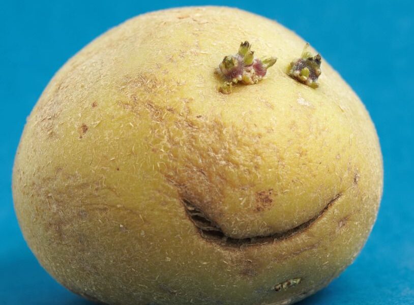 Сырая картошка от прыщей: миф или реальность в уходе за кожей звезд?