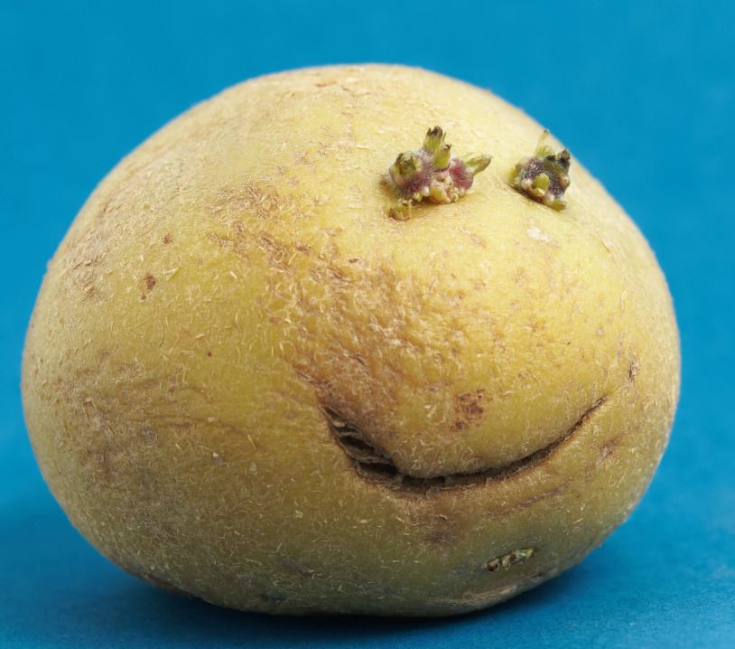 Сырая картошка от прыщей: миф или реальность в уходе за кожей звезд?