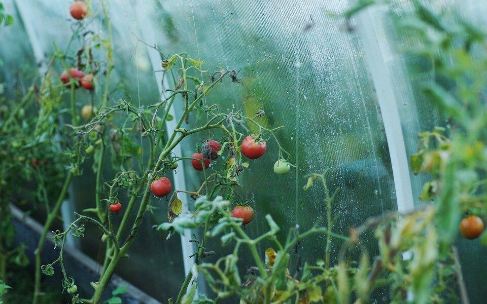 Как избавиться от фитофторы на огороде и в теплице: проверенные методы