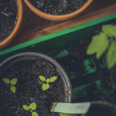 Почему рассада гниет: главные ошибки начинающих дачников