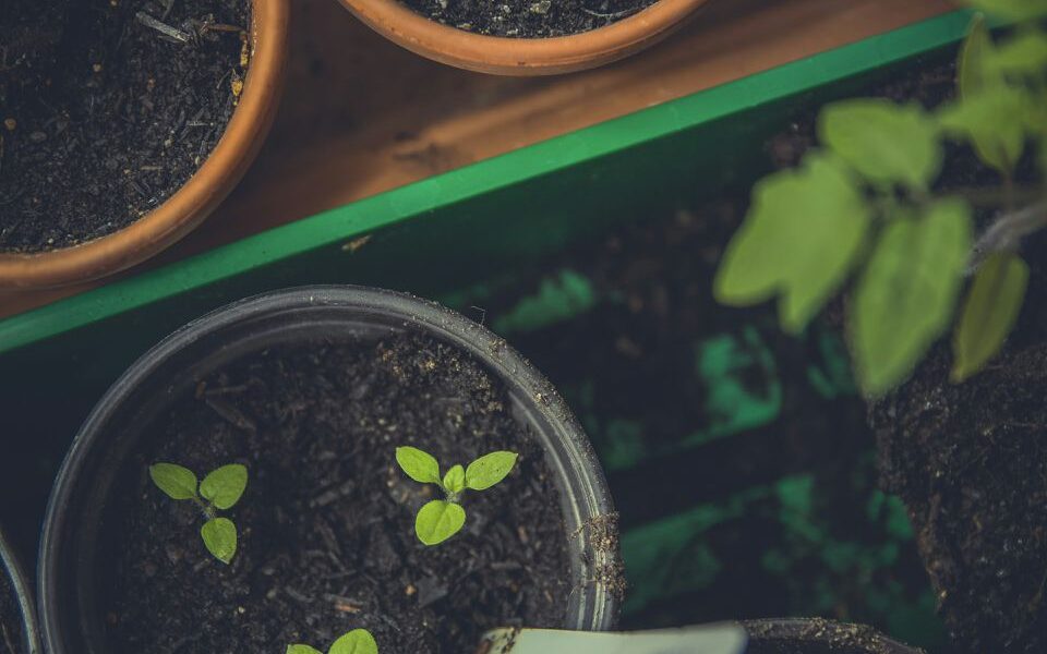 Почему рассада гниет: главные ошибки начинающих дачников