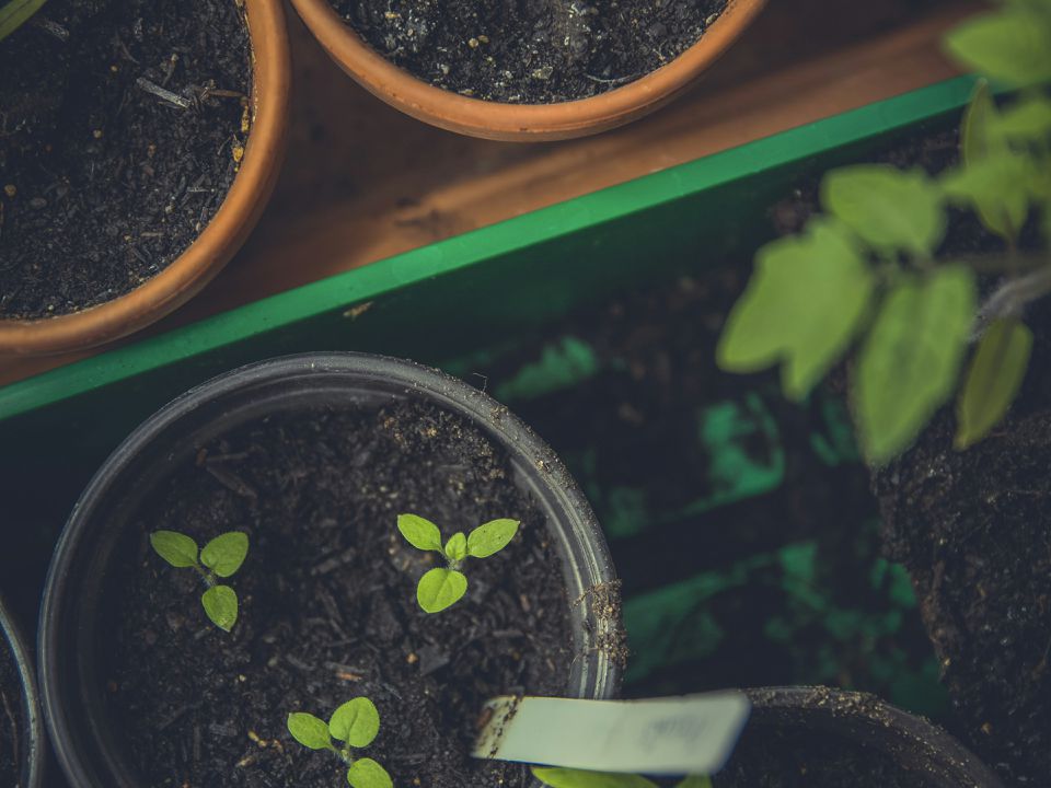 Почему рассада гниет: главные ошибки начинающих дачников