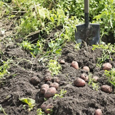 Уничтожаем проволочника на даче: секреты успешной борьбы