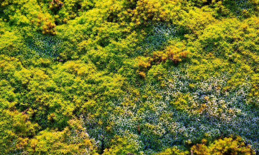 Как избавиться от мха на грядках: простые и эффективные методы для вашего огорода