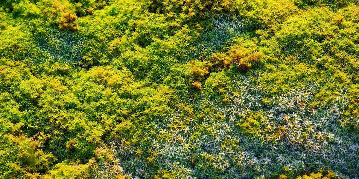 Как избавиться от мха на грядках: простые и эффективные методы для вашего огорода