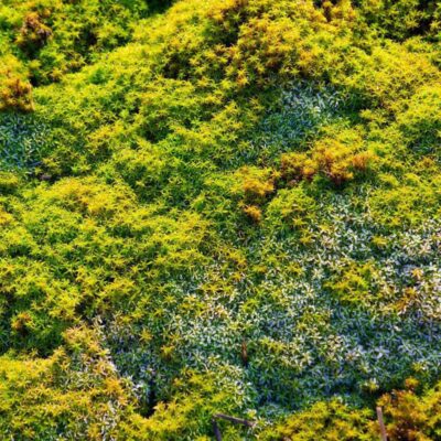 Как избавиться от мха на грядках: простые и эффективные методы для вашего огорода