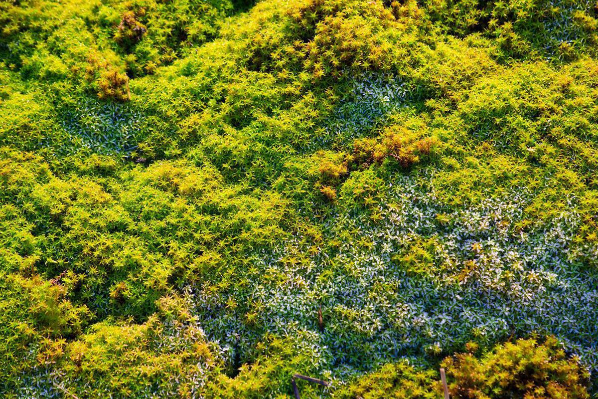 Как избавиться от мха на грядках: простые и эффективные методы для вашего огорода