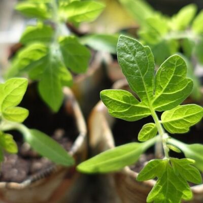 Удобрения для томатов: что положить в лунку при посадке для богатого урожая