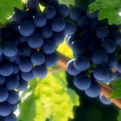 Диабет и фрукты: какие ягоды и плоды выбрать, а каких избегать