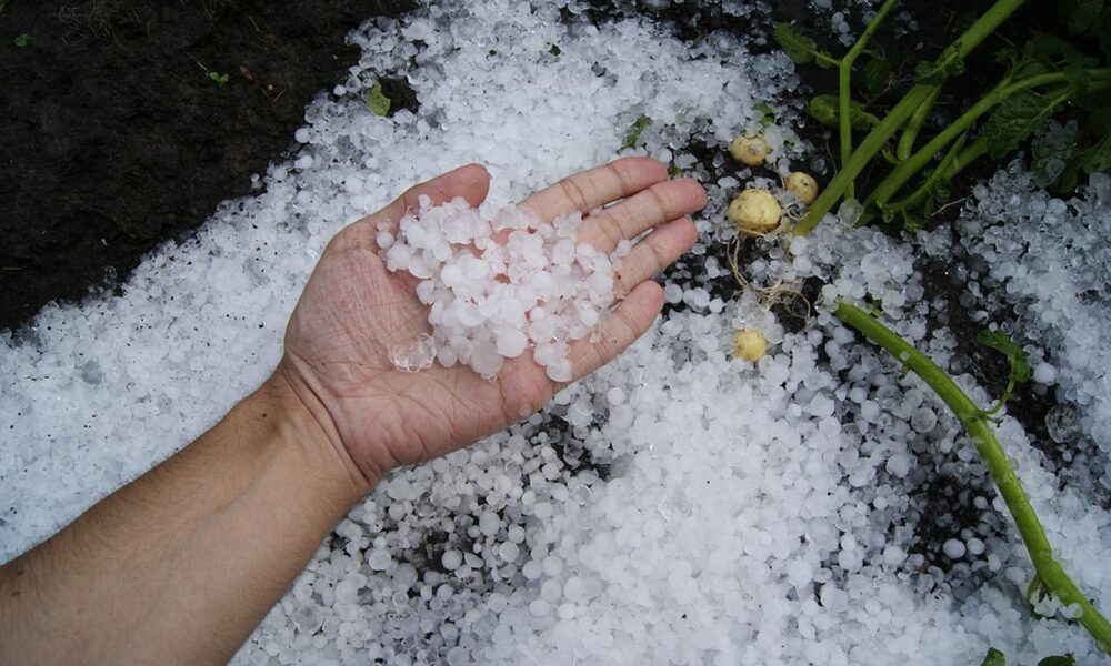 Как спасти урожай после града: советы для садоводов
