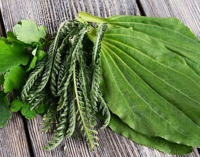 Подорожник на вашем участке: польза для красоты и здоровья