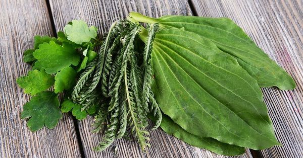 Подорожник на вашем участке: польза для красоты и здоровья