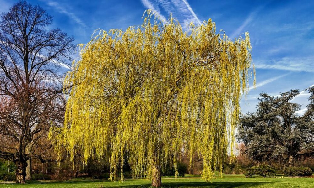 Растения для влажных участков: выбираем деревья и кустарники для вашего сада