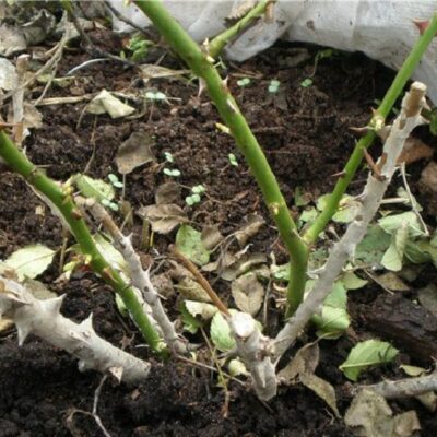 Весеннее тепло: как позаботиться о розах на даче