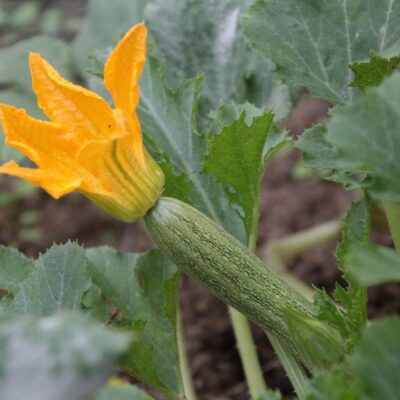 Как подкормить кабачки для обильного урожая: секреты опытных садоводов