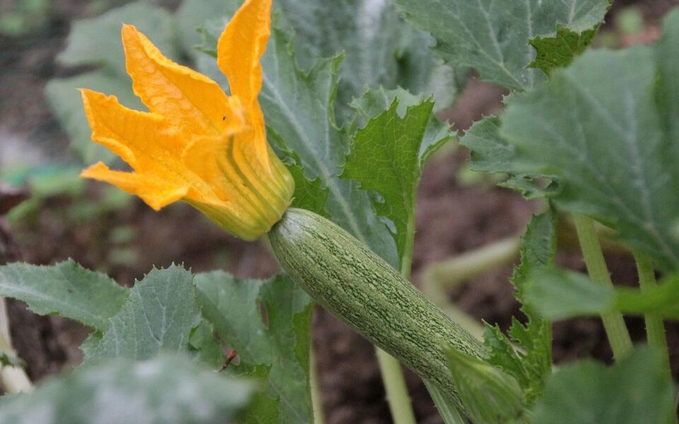 Как подкормить кабачки для обильного урожая: секреты опытных садоводов