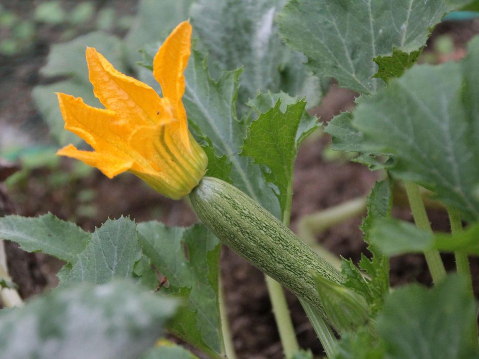 Как подкормить кабачки для обильного урожая: секреты опытных садоводов