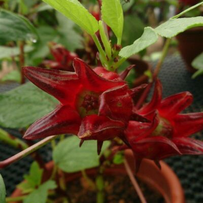 Секреты идеального уюта: как создать дом мечты для себя