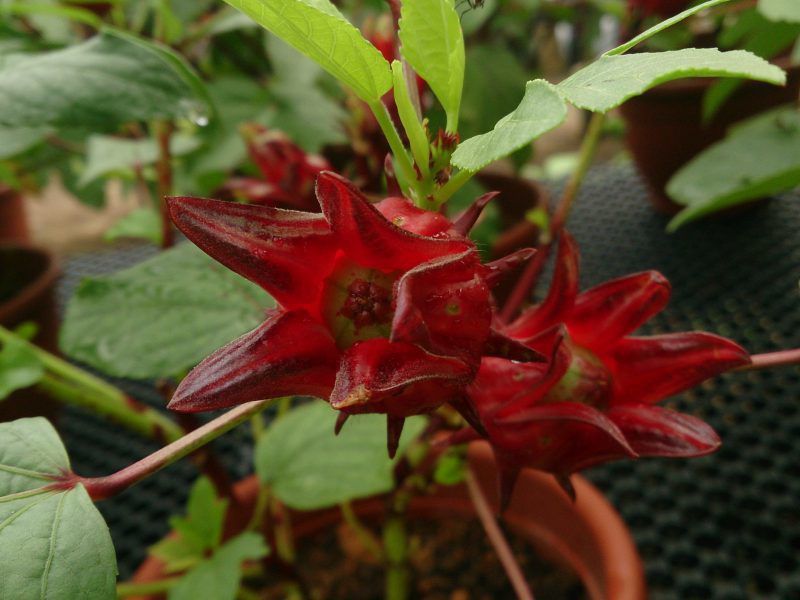 Секреты идеального уюта: как создать дом мечты для себя