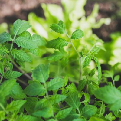 Уход за томатами после высадки рассады: как обеспечить пышное цветение и обильный урожай