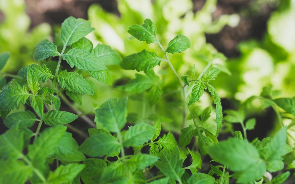 Уход за томатами после высадки рассады: как обеспечить пышное цветение и обильный урожай