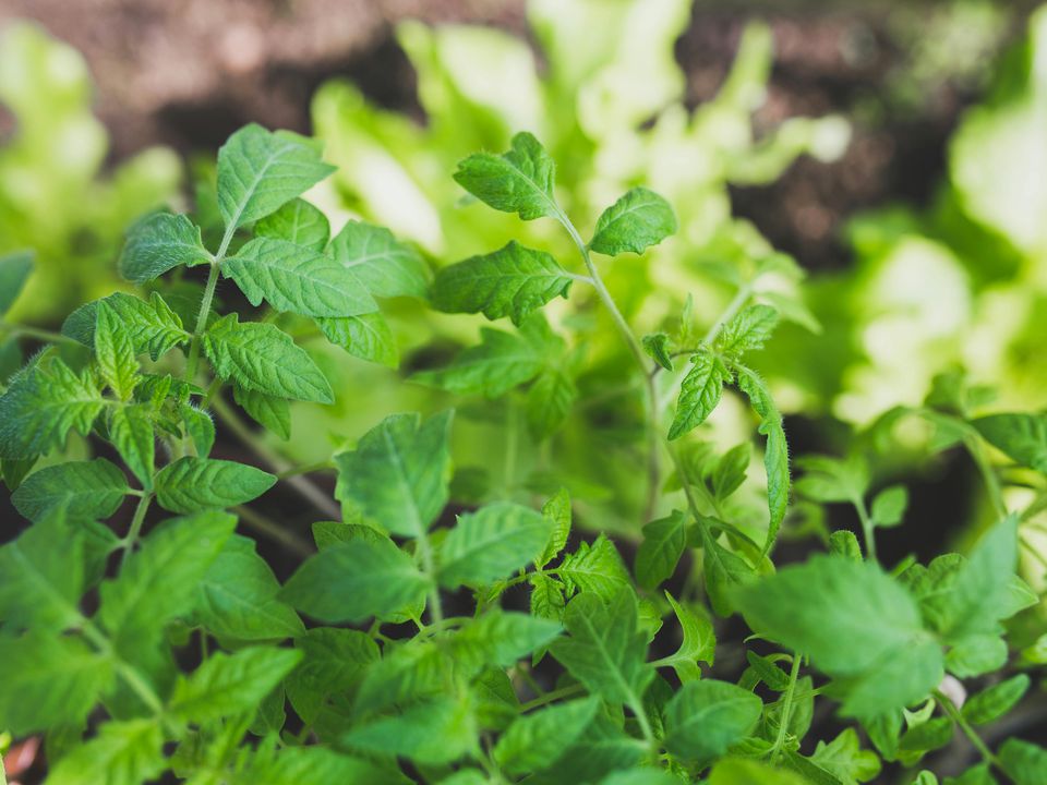 Уход за томатами после высадки рассады: как обеспечить пышное цветение и обильный урожай