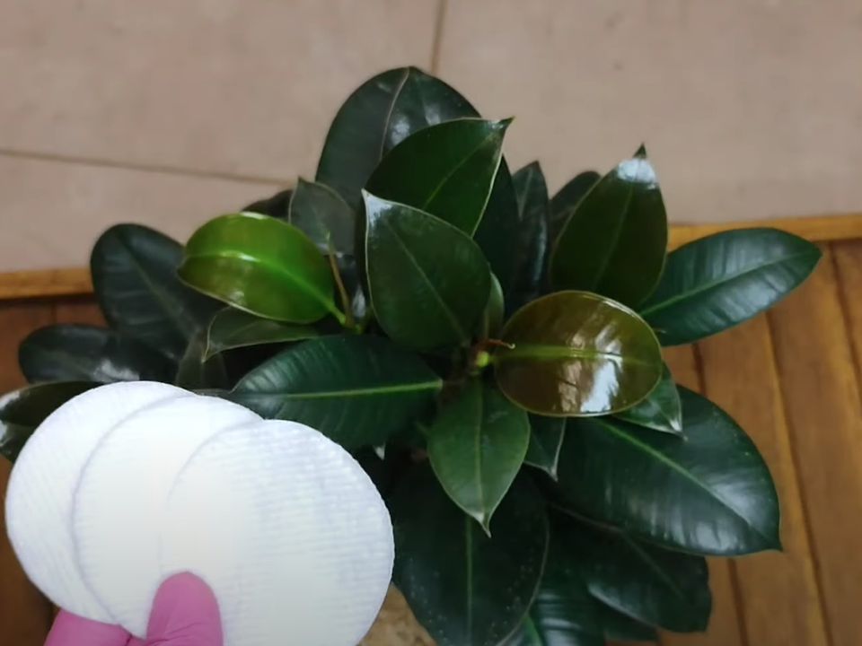 Секреты ухода за фикусом: почему опытные цветоводы протирают листья молоком