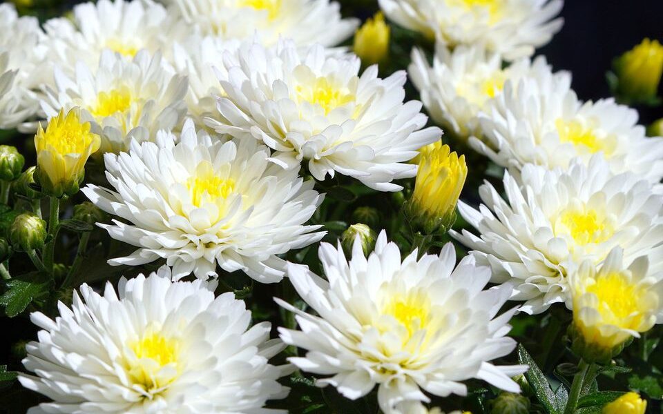 Какие комнатные растения приносят финансовые проблемы: узнайте, что нельзя держать дома