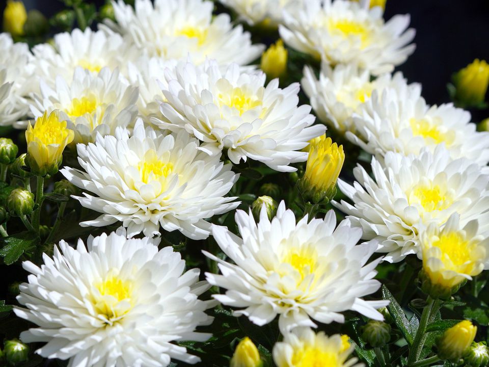 Какие комнатные растения приносят финансовые проблемы: узнайте, что нельзя держать дома