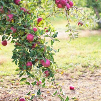 Осенняя подкормка сада: лучшие удобрения и сроки для вашего урожая